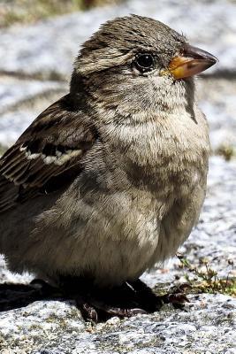 Download House Sparrow (Passer Domesticus) Bird Journal: 150 Page Lined Notebook/Diary -  file in ePub